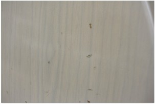 FENDERB 2017 Tele Journeyman